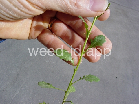 pepperweed, sand